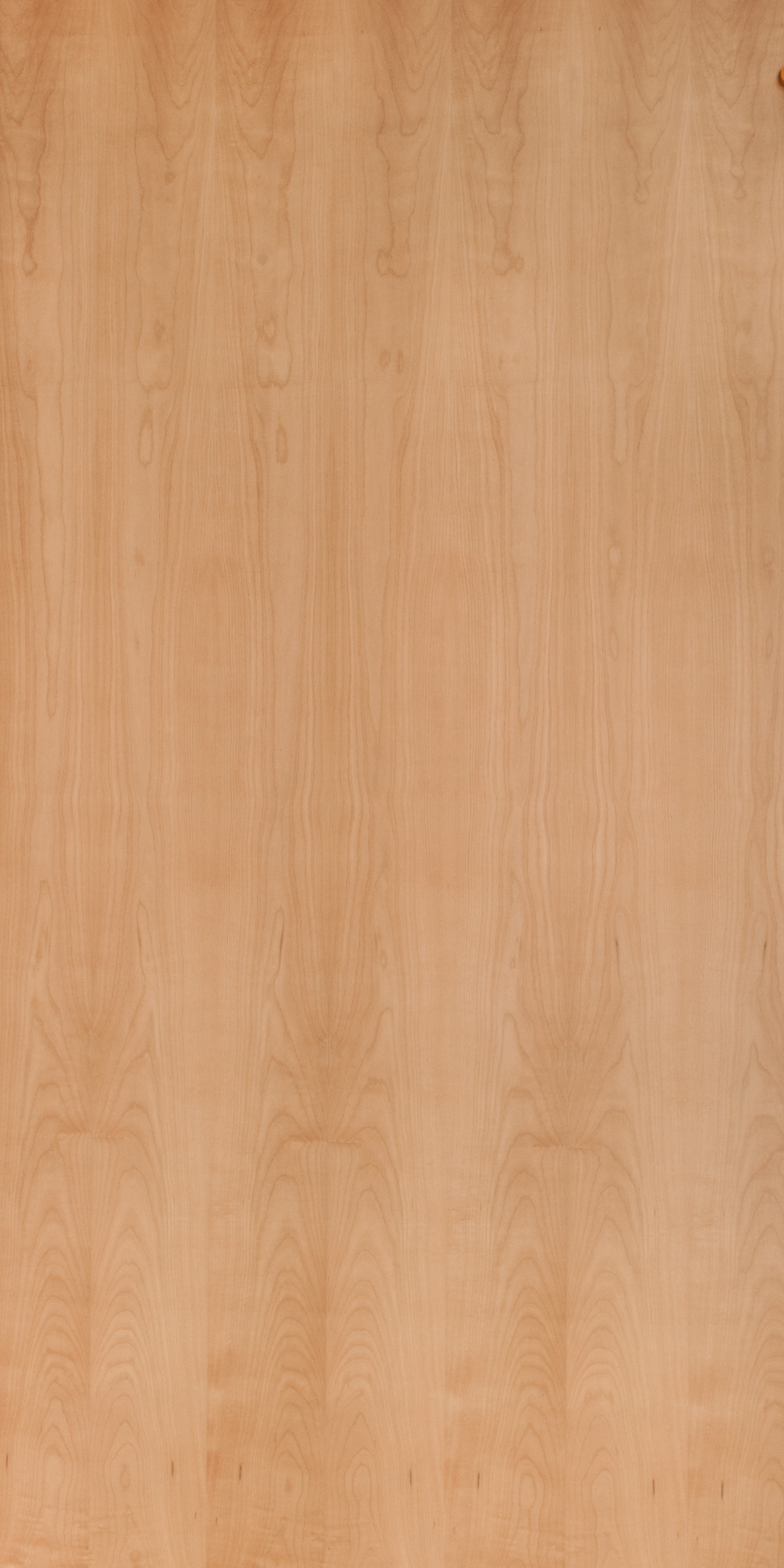 NZ Silver Beech 