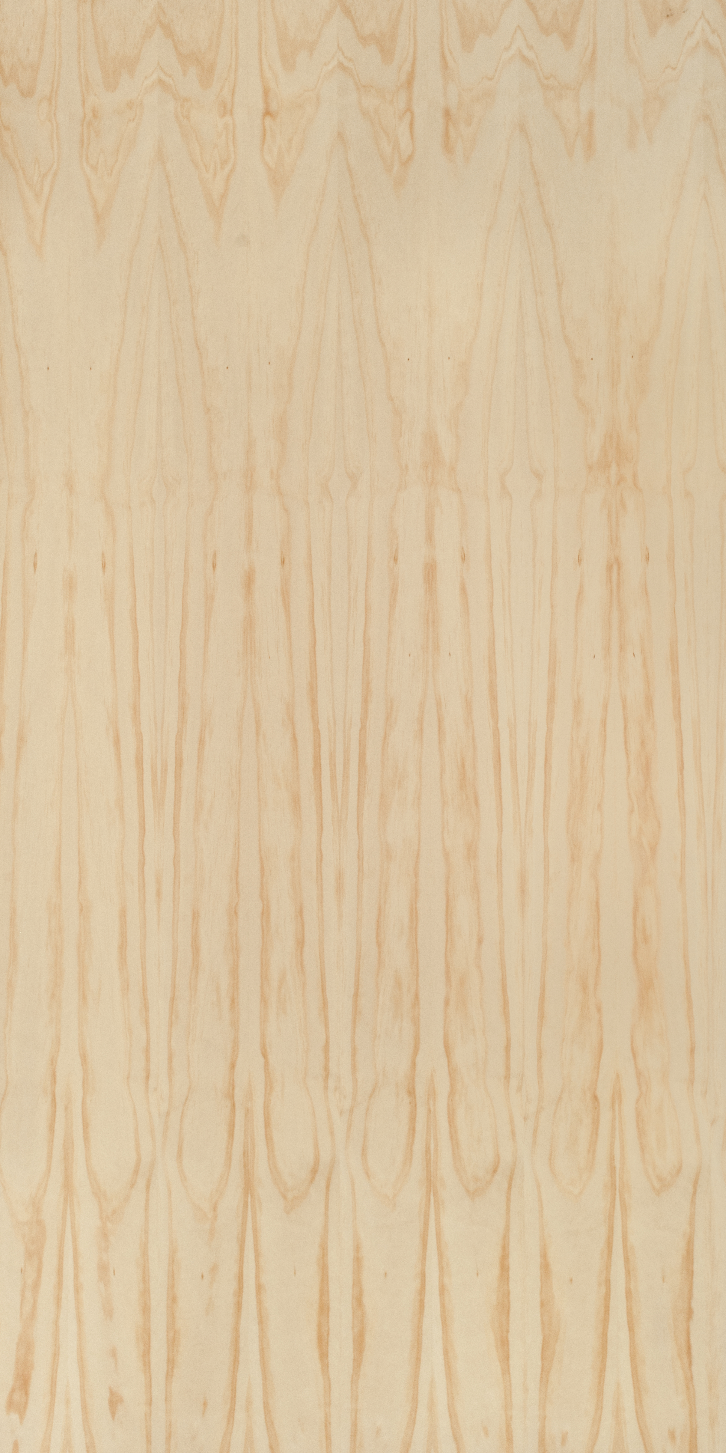 Radiata Pine 