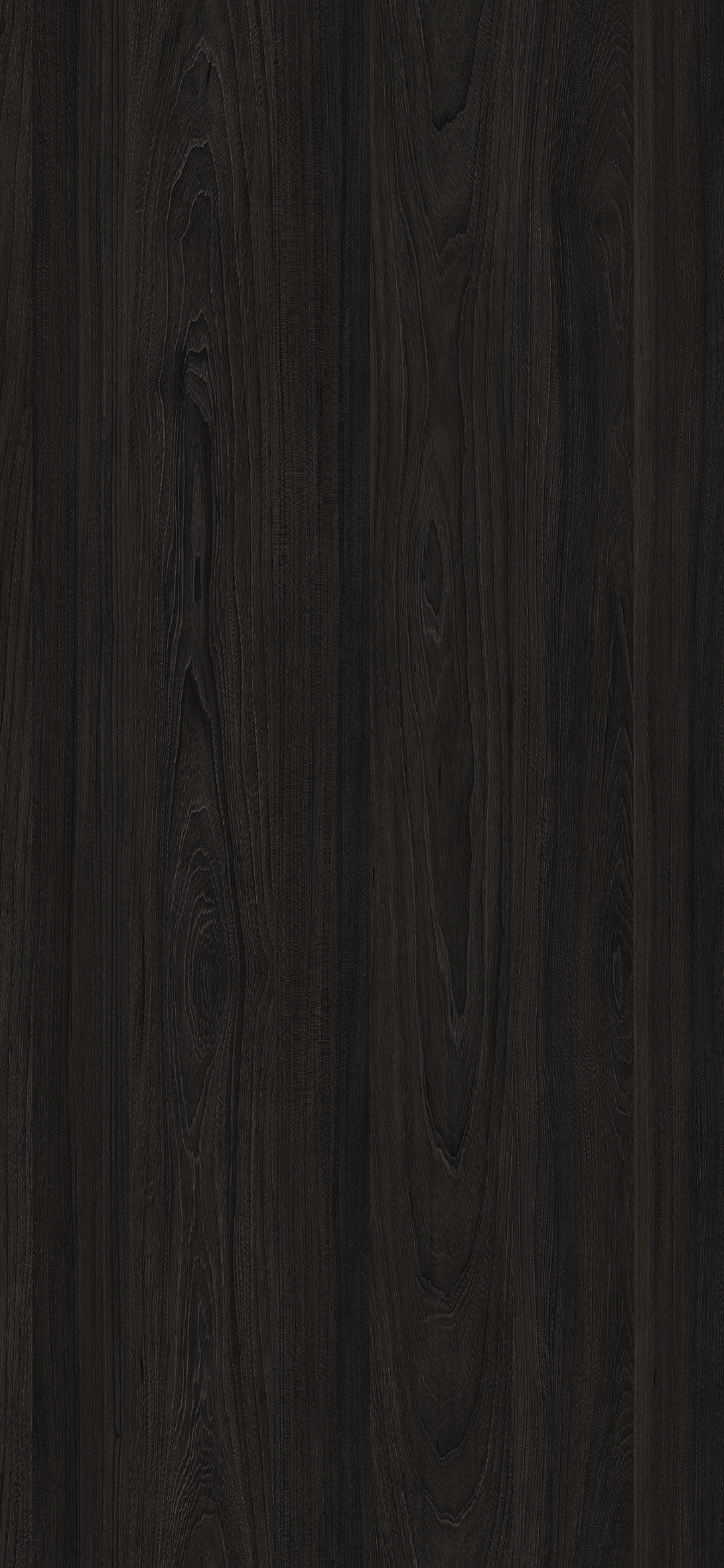 Fiordland Elm