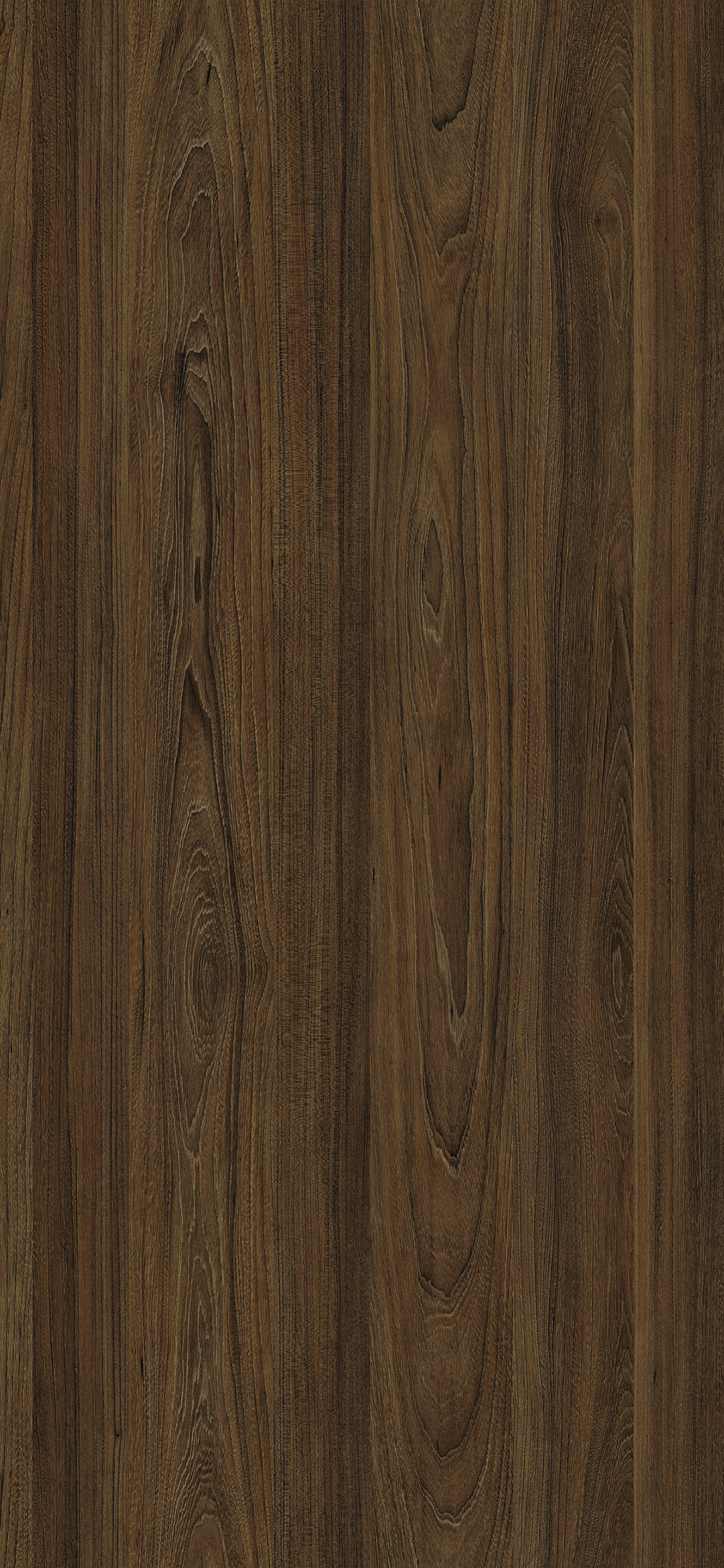 Tasman Elm